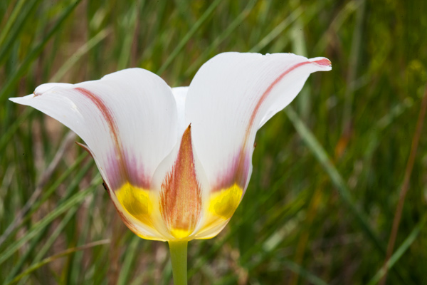 mules ear 2009