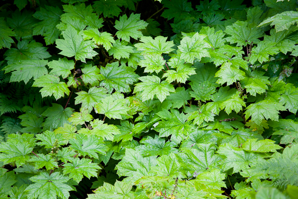 Blueberries, Denali Park