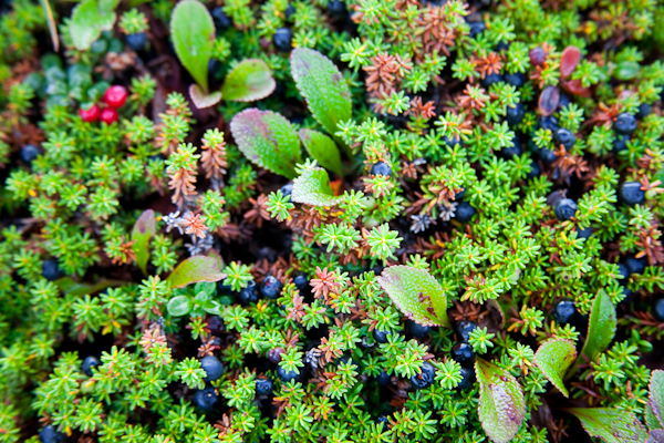 Blueberries, Denali Park