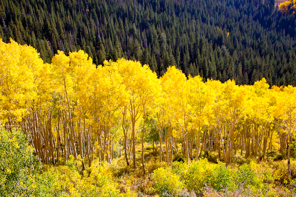Big Cottonwood Canyon