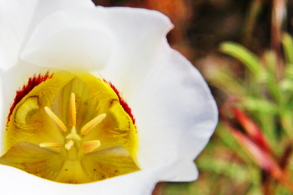 Sego Lily