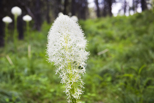 bear grass