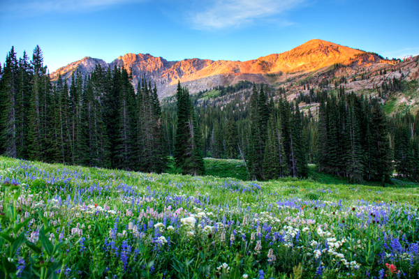Albion Basin