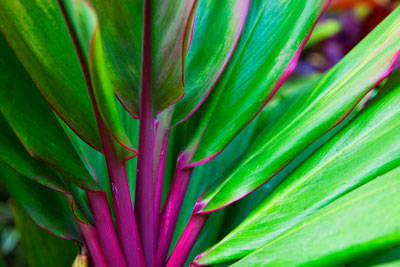 maui flora