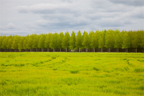 Willamette Valley