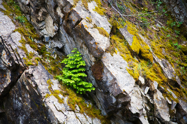rock & tree